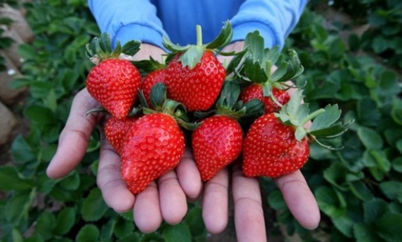 Wisata kebun strawberry di Tawangmangu
