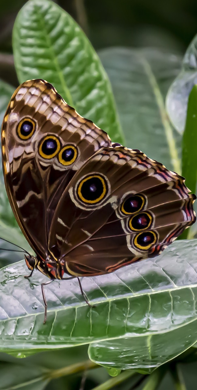 A butterfly on wet leaves.