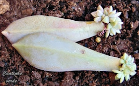 Plântulas da Planta fantasma - Graptopetalum paraguayense