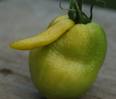 Amish paste tomato with extraneous appendage