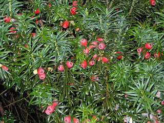 Exotic Yew Flowers