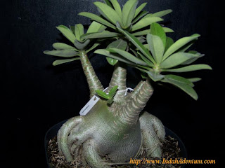 Adenium arabicum Beautiful Plant Image