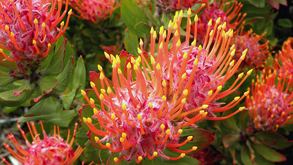 Leucospermum Goldfinger