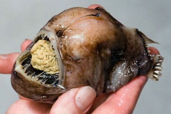 worlds-most-scariest-fishes-pictures