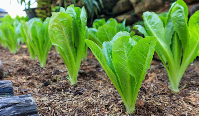Easiest Vegetables to Grow: Lettuce