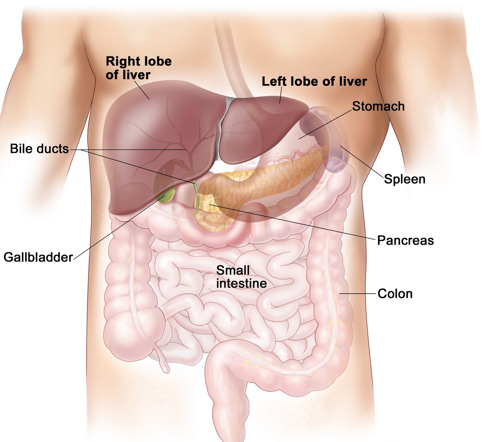 Location of the liver in humans- image by Functions of the Liver.com-4.bp.blogspot.com