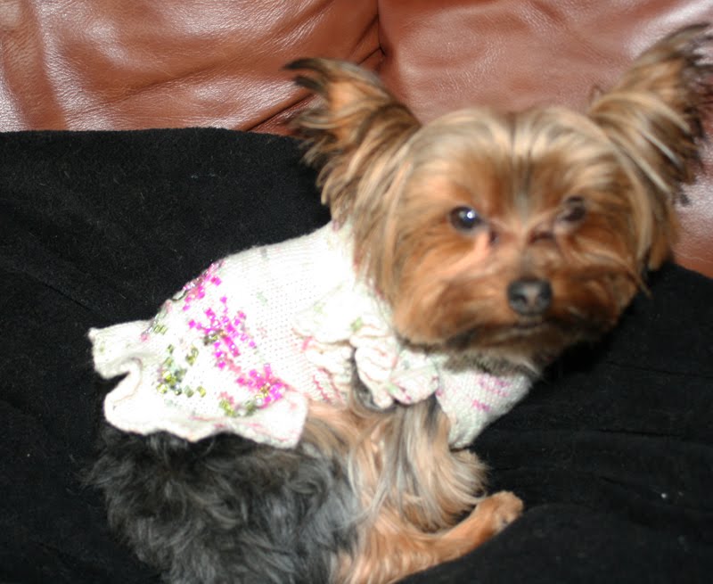 Miniature Yorkshire Terrier: Yorkie Custom Designer Hand Made Clothes