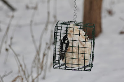 woodpecker at suet feeder