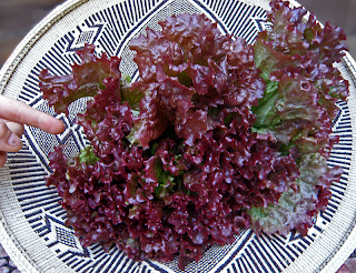 Two Large Heads of Red Leaf Lettuce in Basket with Finger Pointing at it