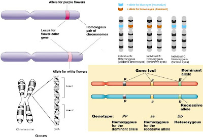 Alleles, locus, genes and chromosomes