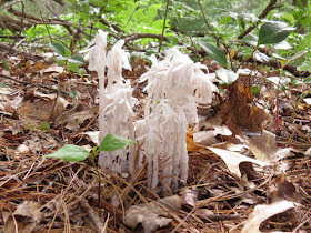 Indian Pipes