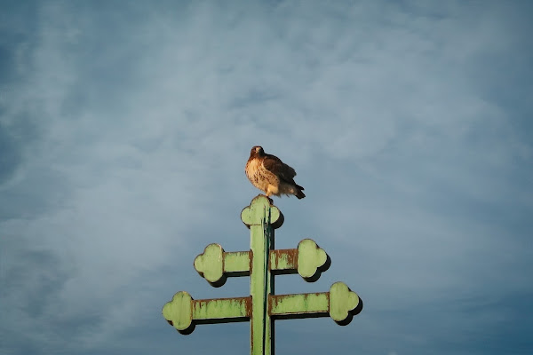 Amelia on a church cross.