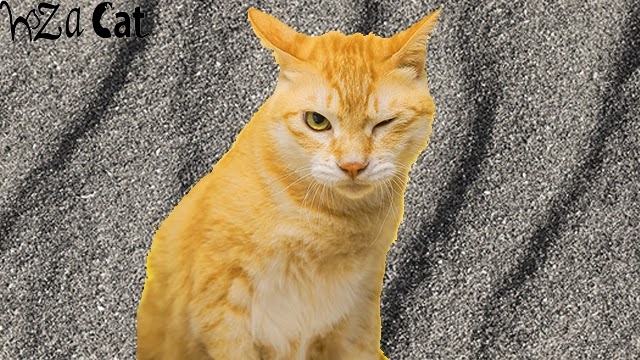 Why do cats wink | cats blinking causes