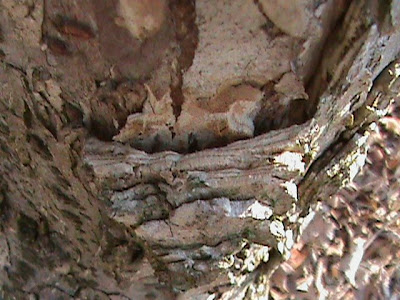 elm tree bark pictures. red elm tree bark.