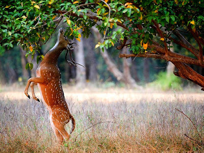  Letest and best Deer HD Wallpapers | Deer HD Wallpapers | Deer Desktop Backgrounds,Photos | Free Desktop Hd Wallpapers Deer |HD phptos animals | hd image Deer | hd picture Deer |hd picksCat| forest animals hd wallpaper | latest hd wallpaper | animals hd wallpaper | Deer hd photos | Deer hd wallpaper | Deer hd images | Deer Wallpapers | HD.Deer Pics | HD,White Deer Wallpapers | HD,Deer BeautifulImages | HD,Deer Images | HD,Most Beautiful Deer