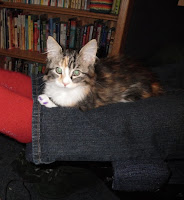 A calico kitten lying on a person's outstretched legs.