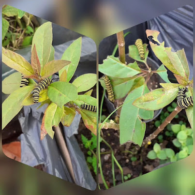 Foto 21: mariposario - orugas sobre las plantas