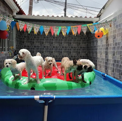 perrito festejando su cumpleaños