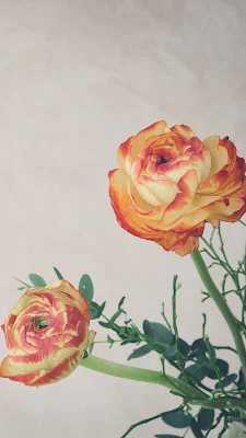 Wallpaper bunga mawar untuk hp Android dan iPhone simple