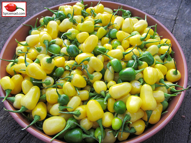 Yellow Jelly Bean Habanero - 17th September 2020