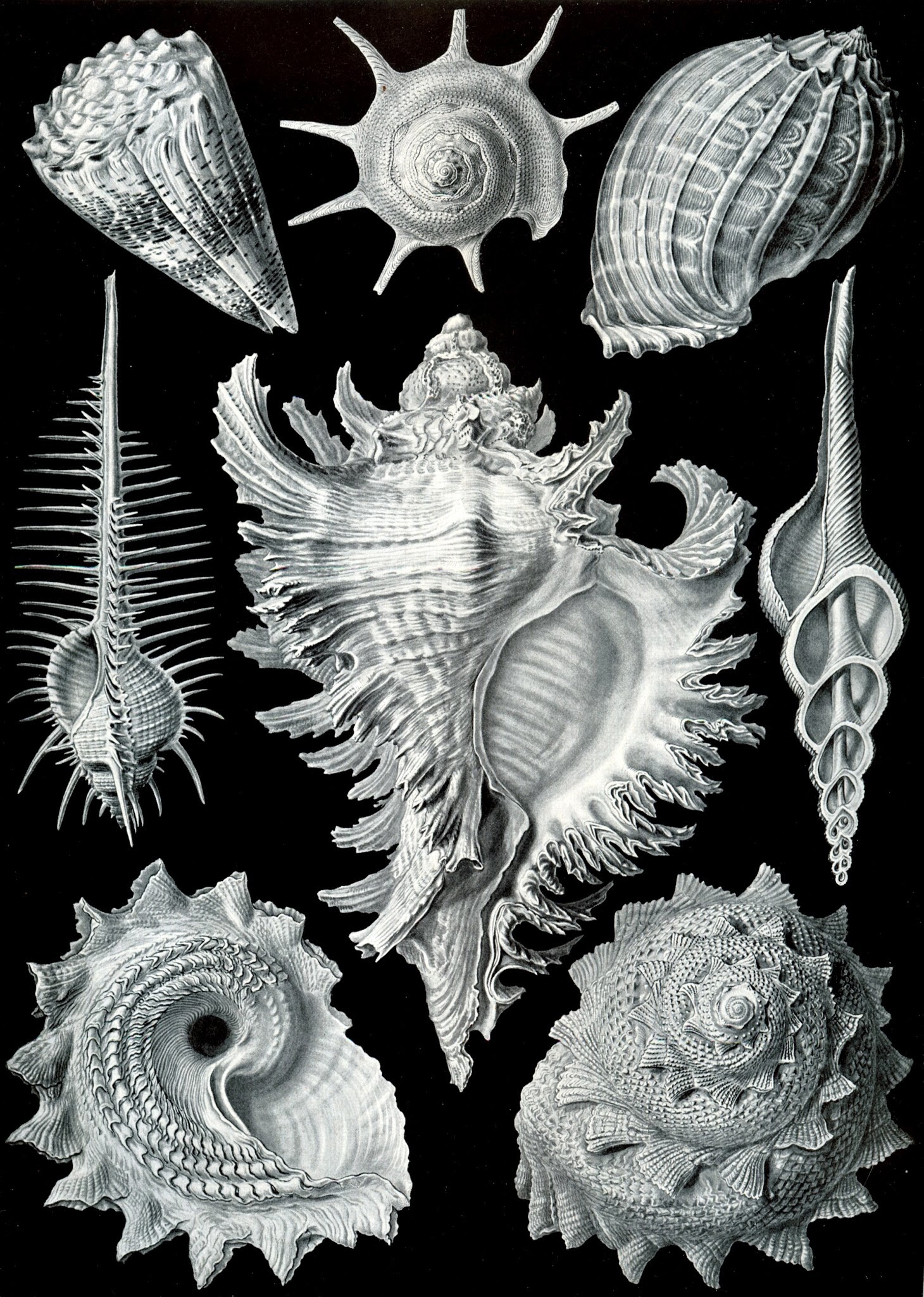 Ernst Haeckel: Prosobranchia