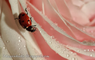 Jom Tengok Ladybugs Yang Comel