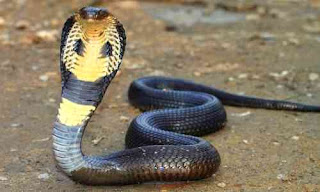racun mematikan ular king kobra