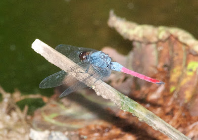 Orthetrum pruinosum