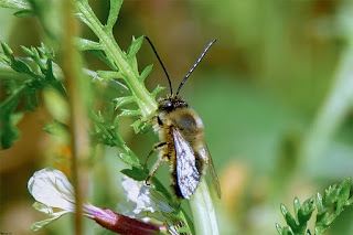 abeja-longicorne-eucera-longicornis-