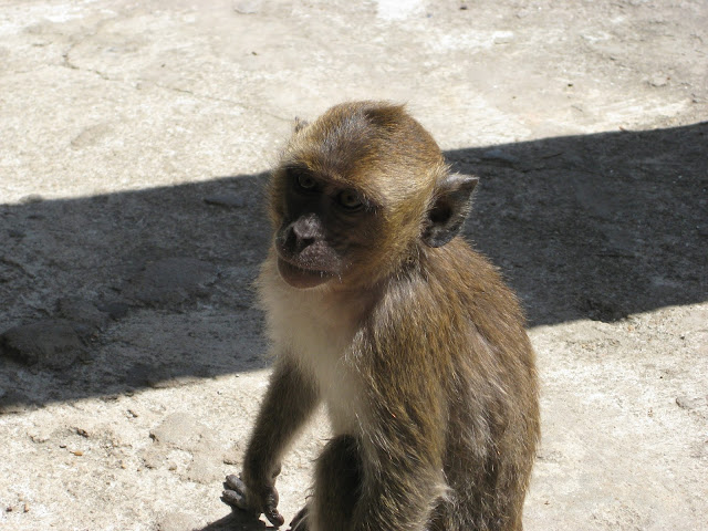 Thaimaa apina