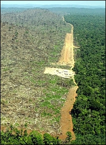 Déforestation illégale de la forêt d'Amazonie dans l'Etat de Pará au Brésil, afin de cultiver du soja. Document Greenpeace.