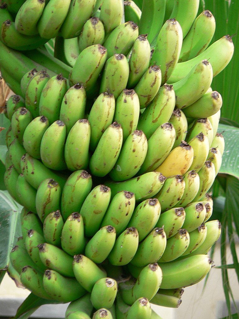 Banana Bananas, pancakes imagination, Bananas, make to mix banana way, curious A   Trivia, Banana how