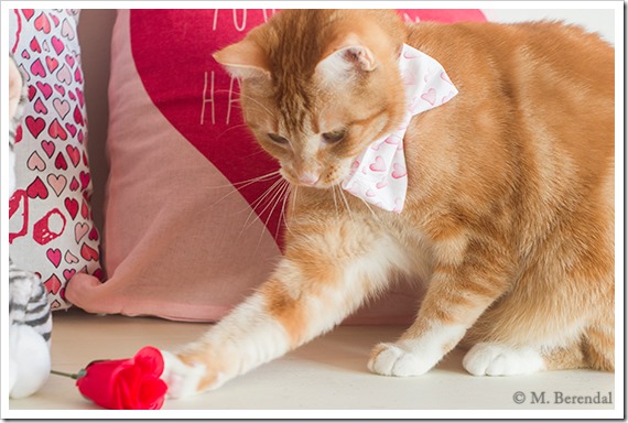 Teddy_Valentine_04