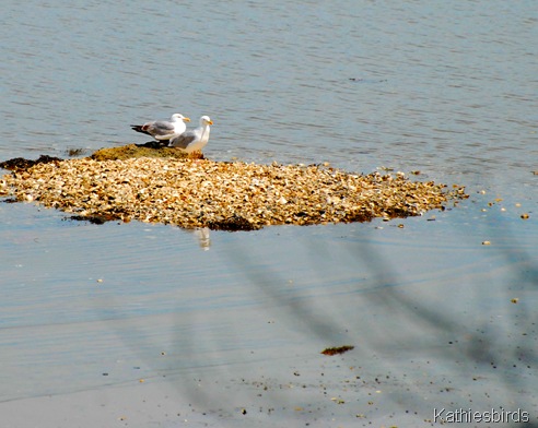 7. gulls-kab