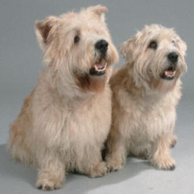 Glen of Imaal Terrier Picture