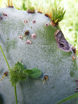 closeup of a prickly pear cactus, with its sharp, hairlike spines poking out all over