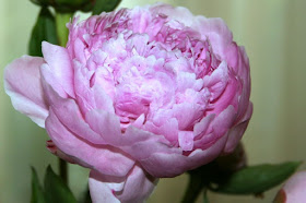 Summer Elements: nostalgia peonies :: All Pretty Things