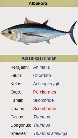  Ya siapa yang tidak kenal dengan ikan yang satu ini Begini Mengenal Jenis Ikan Tuna