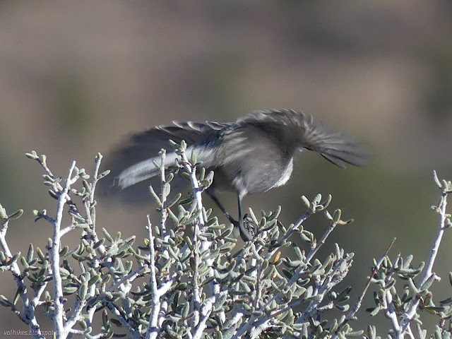 40: bird takes flight