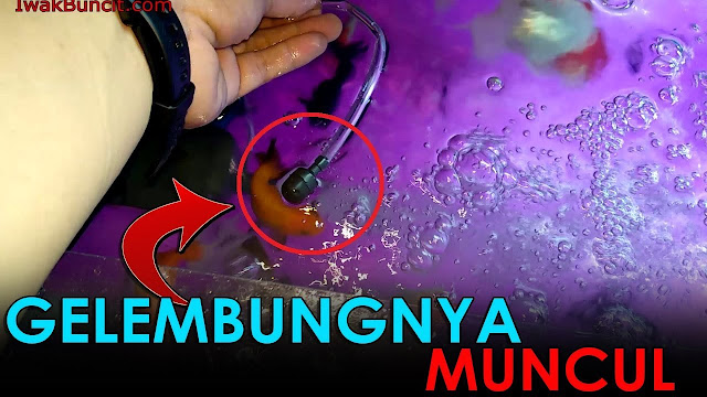 2 Penyebab Kenapa Gelembung Udara Tidak Keluar dari Pompa Celup Aquarium