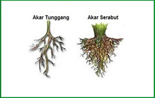 Gambar akar serabut dan akar tunggang