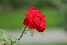 IMG_1806 Rose