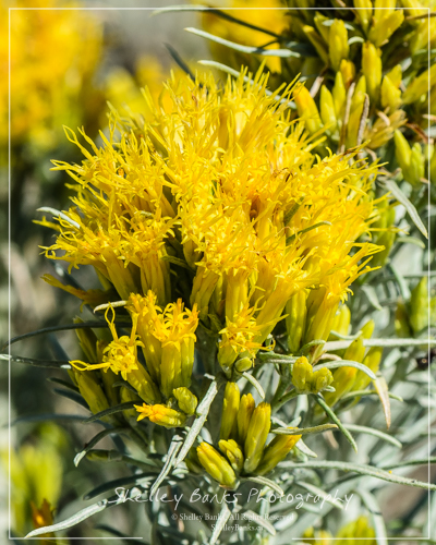 Rabbitbrush, Grasslands National Park. Copyright © Shelley Banks, all rights reserved.