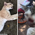 (Video) Kucing bunting mati dipukul dengan batang besi, berang depan rumah selalu ada najis kucing