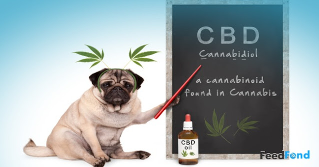 CBD Oil for Dogs – Benefits and Proper Usages Guide