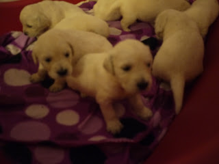 Golden Retriever puppies