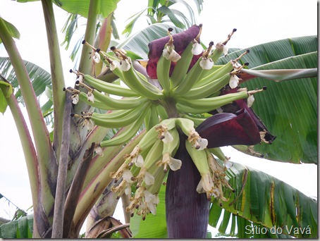 flor da bananeira