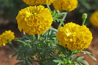 Tagetes erecta