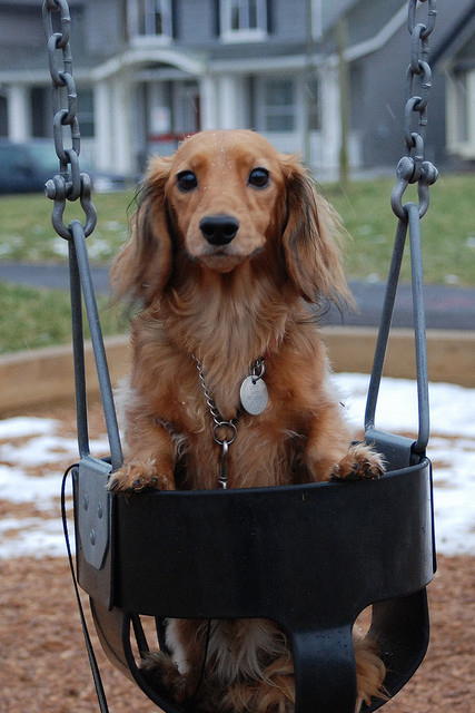 Cute Swinging Dogs