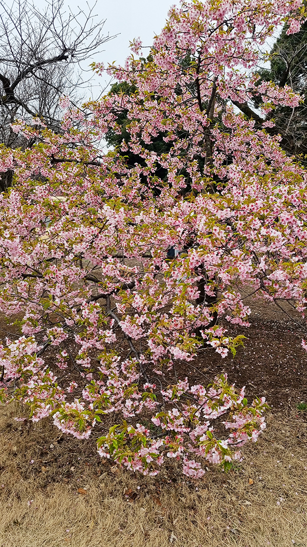 cherry blossom at Shinjuku Gyoen